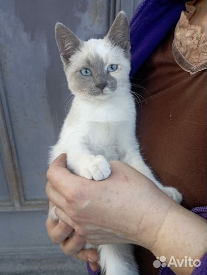 Тайская помесь