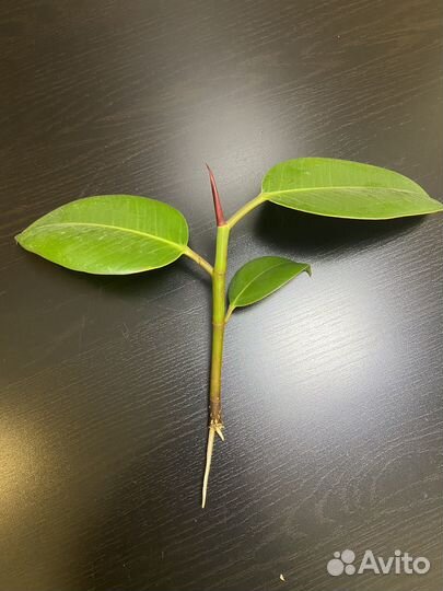 Фикус каучуконосный