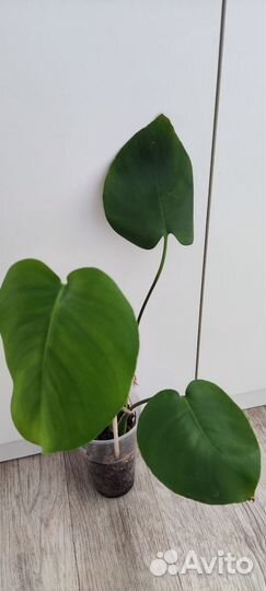 Монстера альба цветы