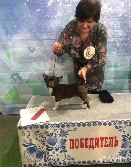 Чихуахуа вязка