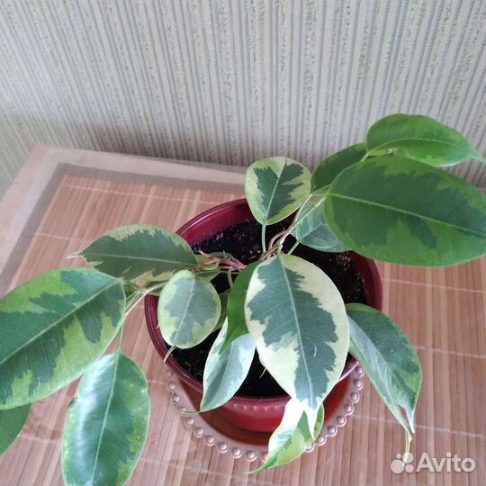 Фикус бенджамина