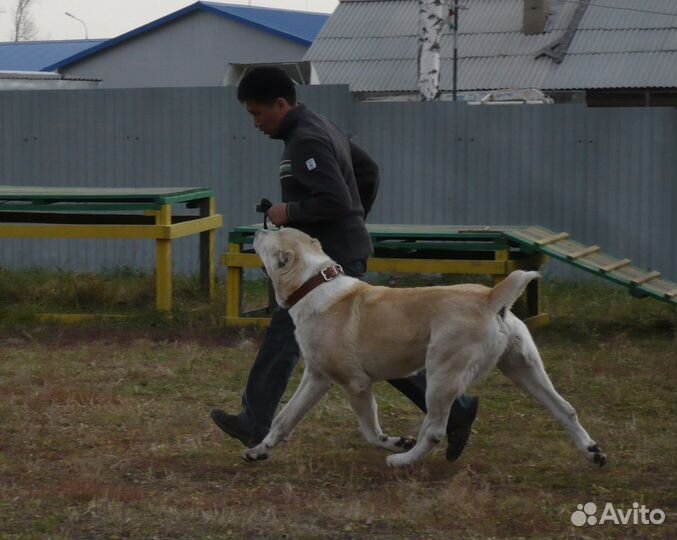 Дрессировка собак г.Иркутск