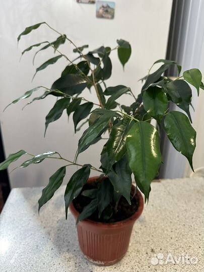 Фикус бенджамина