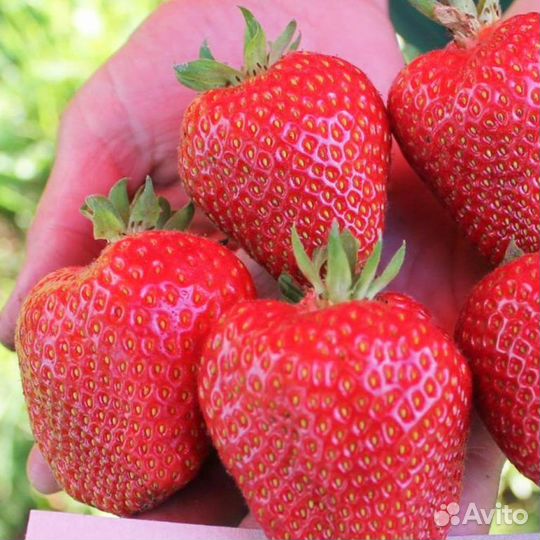 Саженцы клубники