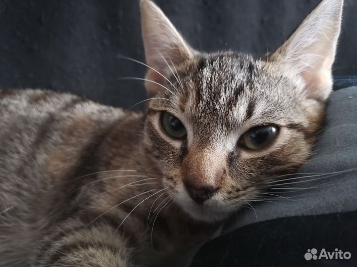 Кошка в дар