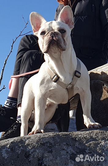 Французики на вязку