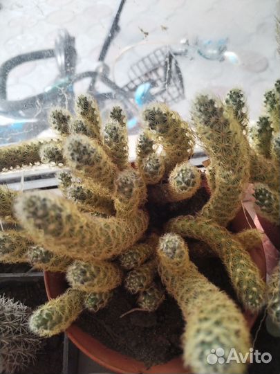 Кактусы и суккуленты