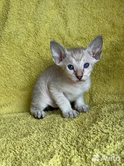 Котята петерболд