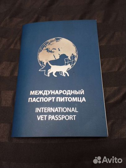 Кот девон-рекс(6мес.)