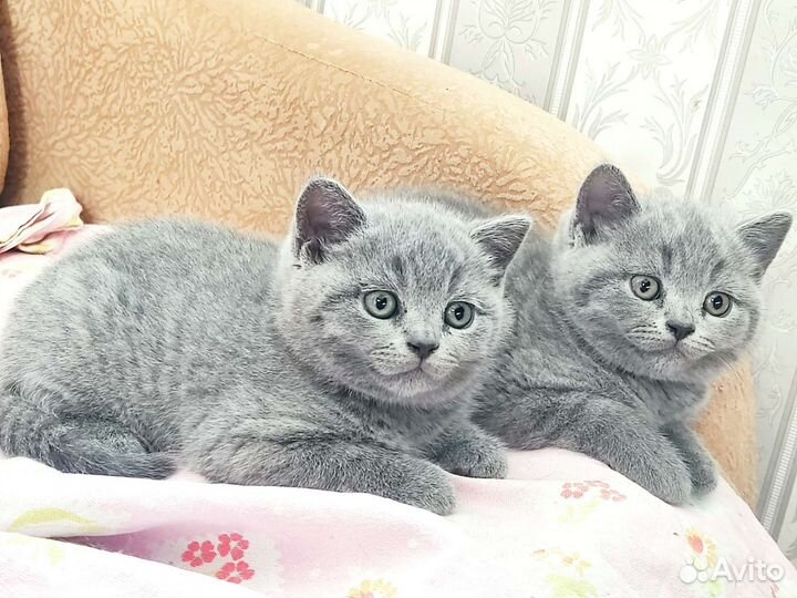 Великолепные бриташки