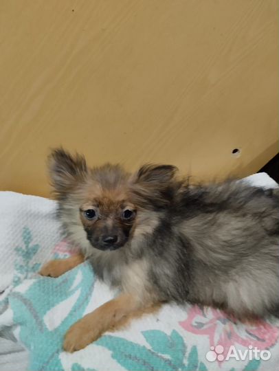 Помесь шпица