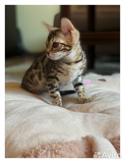 Бенгальская кошечка