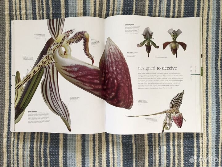 Flora: Inside the Secret World of Plants