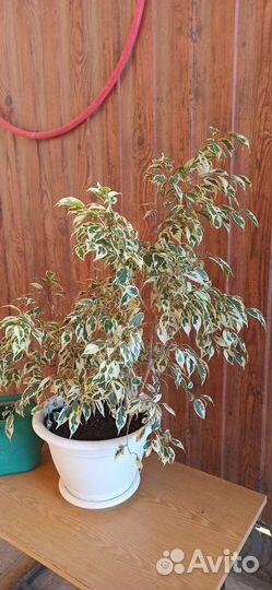 Фикус бенджамина