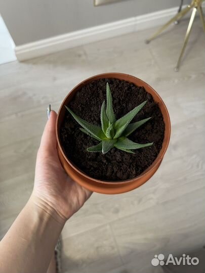 Комнатное растение Хавортия