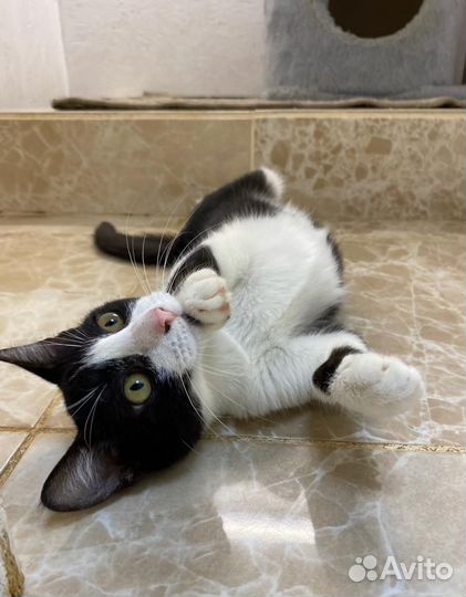 Софико ищет дом