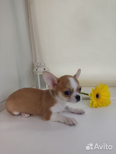 Щенки чихуахуа мальчики мини и стандарт