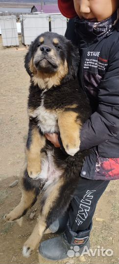 Щенок Монгольский Банхар
