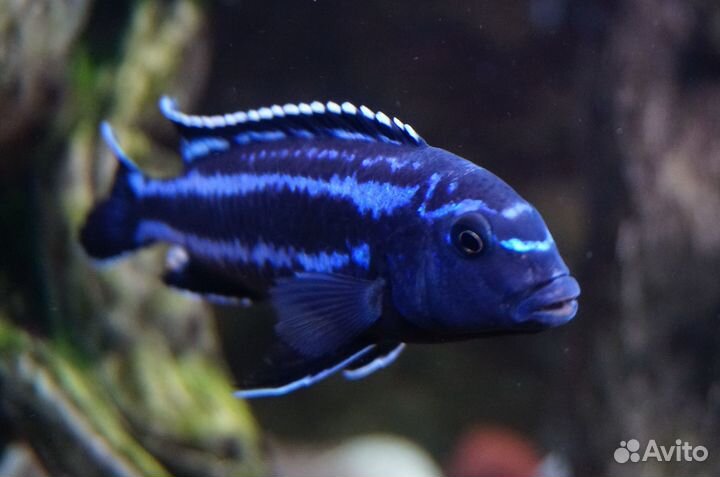 Цихлиды оз.Малави мальки и взрослые