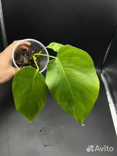 Монстера деликатесная