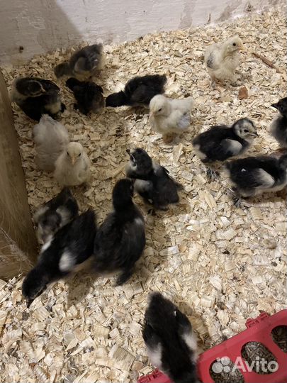 Цыплята карликового кохинхина