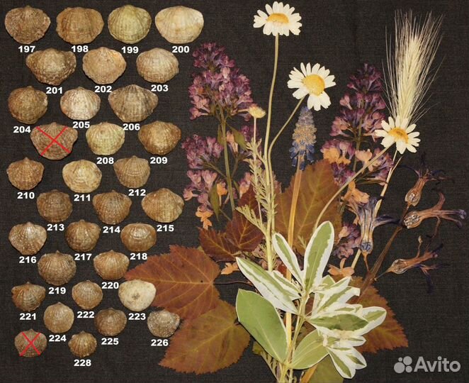 Брахиоподы, гастроподы, цистоидеи, эокриноидеи