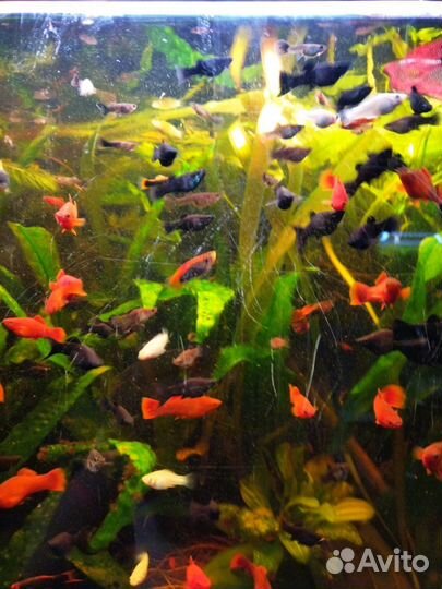 Аквариумные рыбки