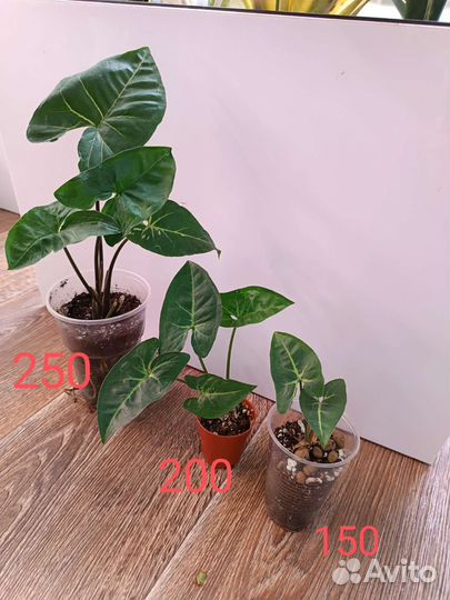 Сингониумы Ред спот триколор, Пинк бьюти лава и др