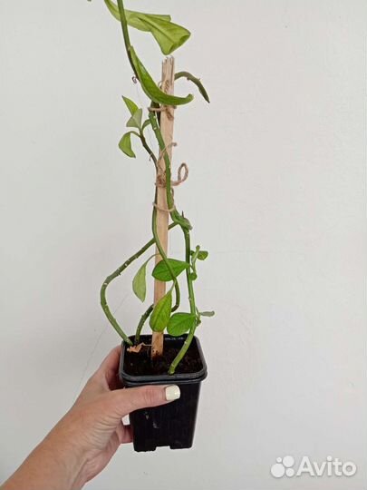 Синадениум Гранта