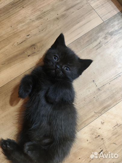 Шотландский котёнок