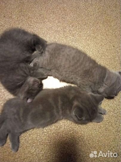 Британская