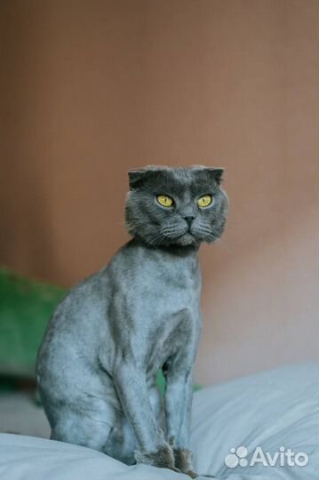 Шотландский кот в добрые руки