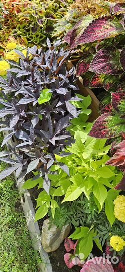 Ипомея батат