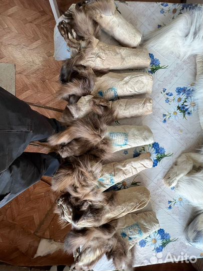 Шкурка животного