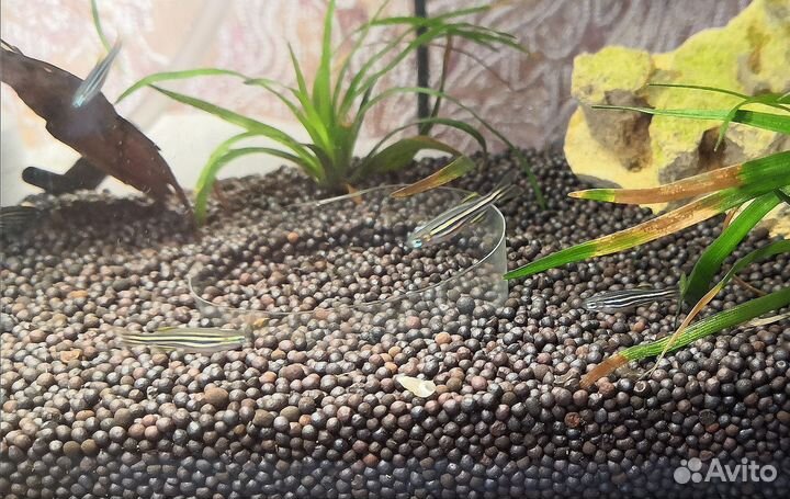 Аквариумные рыбки данио рерио