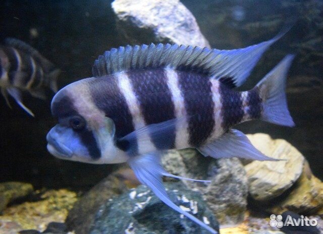 Продам Цихлид и декорации