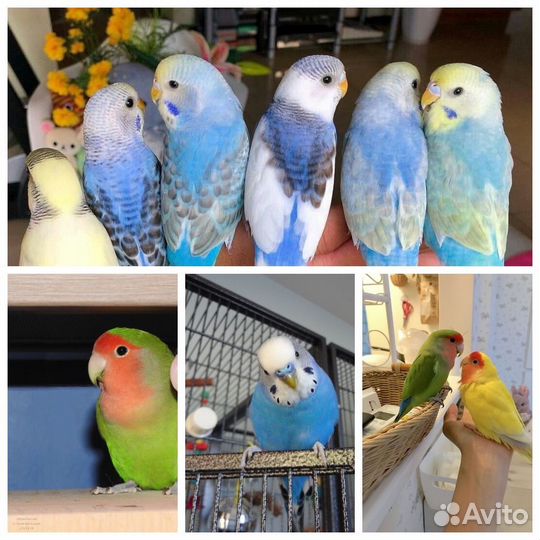 Попугаи волнистые и неразлучники малыши