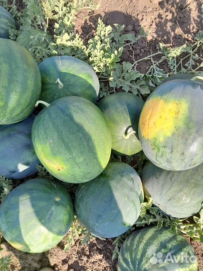 Арбуз оптом