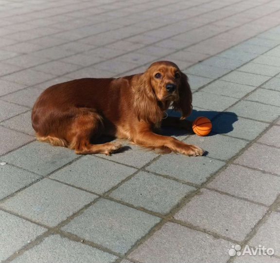 Вязка собак