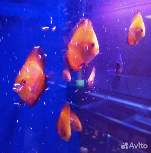 Аквариумные рыбки в магазине ассортимент