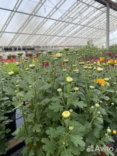 Хризантема мультифлора кусты