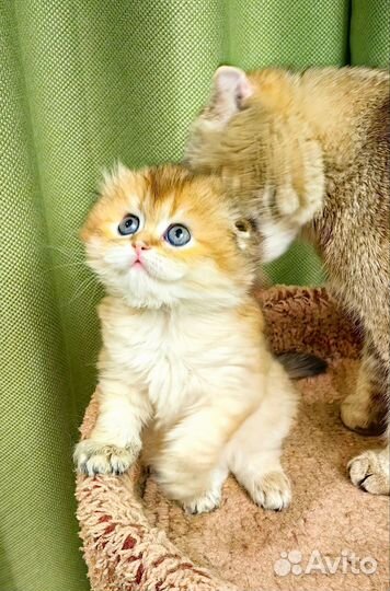 Шотландская золотая шиншилла