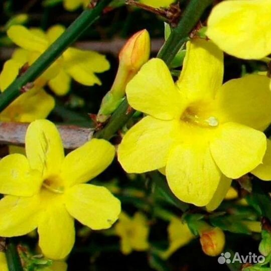 Жасмины : белый, жёлтый