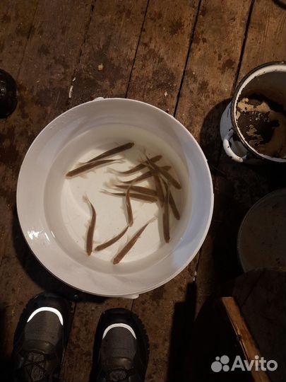 Продажа живцов