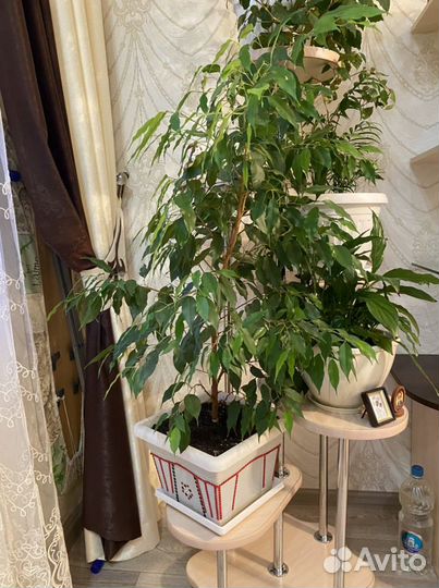 Комнатные растения цветы