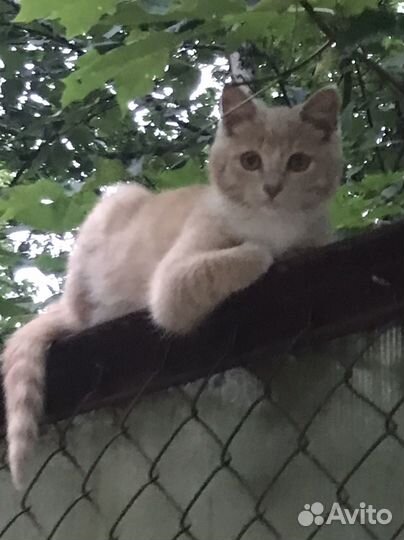 Кошка в дар