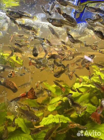 Аквариумные рыбки гуппи