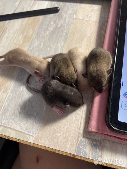 Крысята в добрые руки