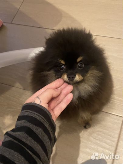 Мини шпиц щенок