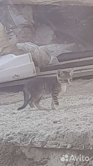 Котята в добрые руки бесплатно коты